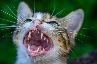 Gri kedi portre yolunu yitirmek kedi kamera olarak sokak sokak yeşil gözler hayvan hayvanlar kentsel City seyir
