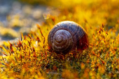 Bokeh odaklı ışıklarla altın soyut arkaplan