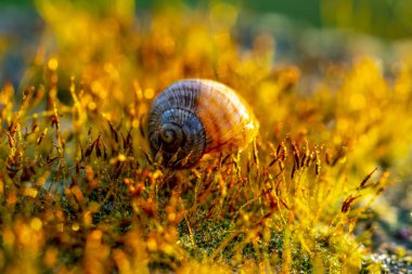 Bokeh odaklı ışıklarla altın soyut arkaplan
