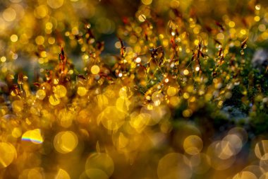 Bokeh odaklı ışıklarla altın soyut arkaplan