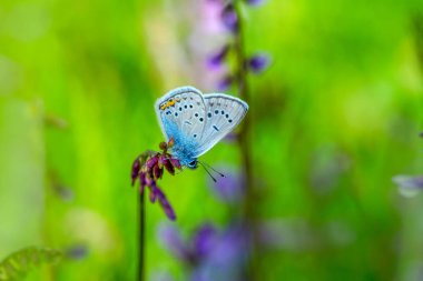 Çiçek oturma portre güzel kelebek.