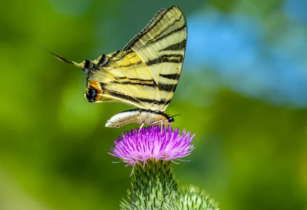 Closeup Prachtige Vlinder Zit Bloem — Stockfoto