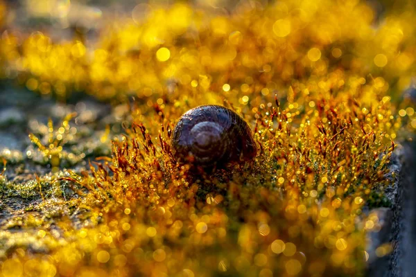 Guld Abstrakt Bakgrund Med Bokeh Defocused Lampor — Stockfoto