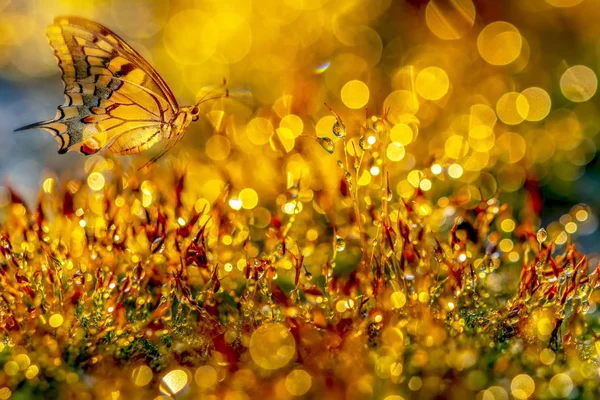 Fundo Abstrato Ouro Com Bokeh Luzes Desfocadas — Fotografia de Stock