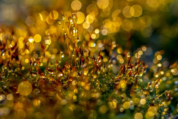 Золотой Абстрактный Фон Боке Обезжиренные Огни — стоковое фото