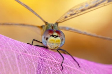 Doğa ortamlarında güzel yusufçuk 