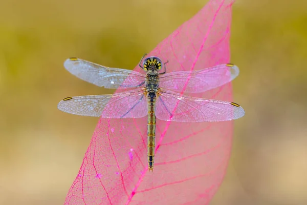 Beautiful Dragonfly Nature Habitat — Stock Photo, Image