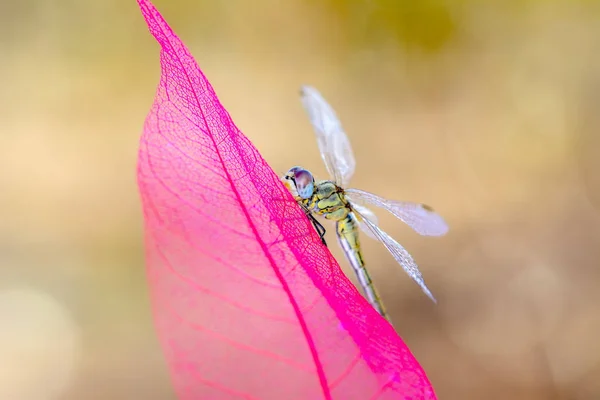 Beautiful Dragonfly Nature Habitat — Stock Photo, Image