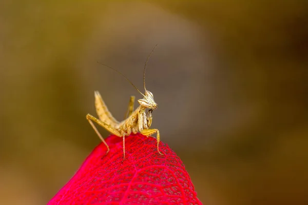 아름다운 사마귀 Mantis Religiosa — 스톡 사진