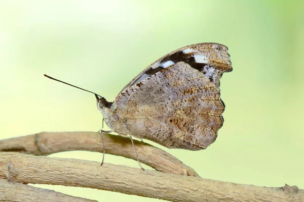 Nahaufnahme Schöner Schmetterling Auf Blume Sitzend — Stockfoto