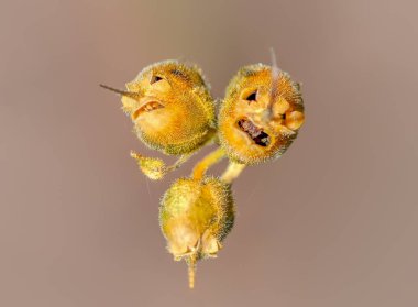 Makro çekim ilginç kuru bitki