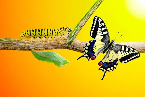 Momento Increíble Machaon Swallowtail Butterfly Pupae Capullos Están Suspendidos Transformación — Foto de Stock