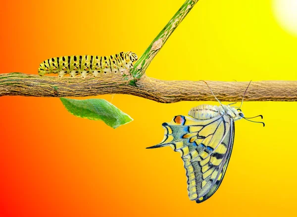 Momento Increíble Machaon Swallowtail Butterfly Pupae Capullos Están Suspendidos Transformación — Foto de Stock