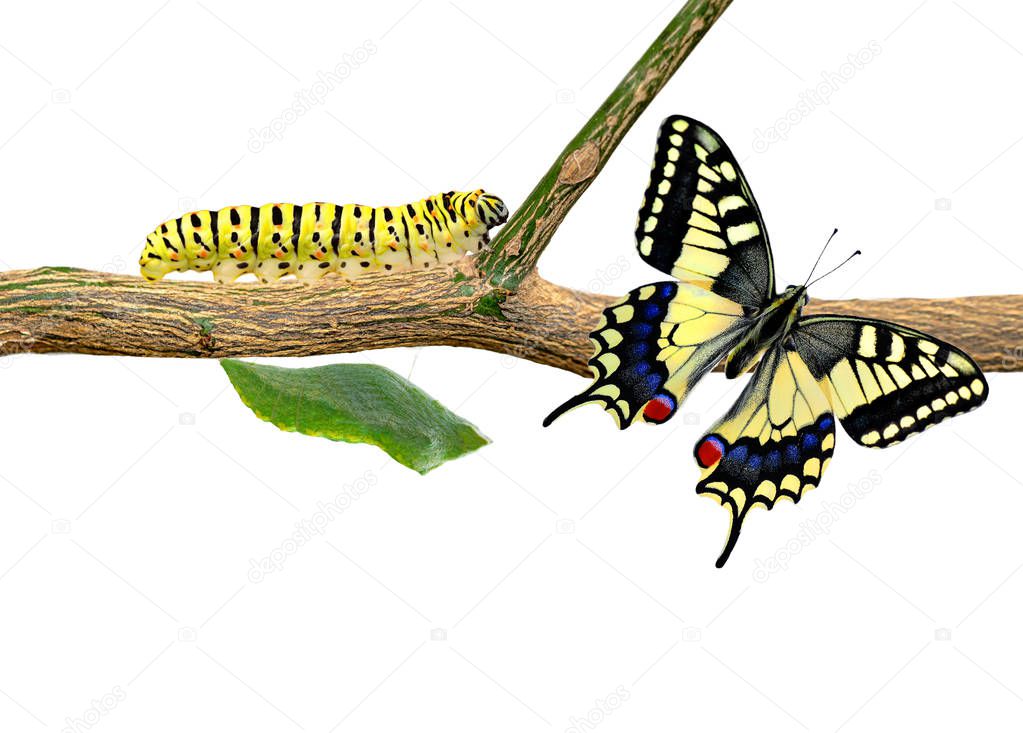 Amazing moment ,machaon Swallowtail Butterfly, pupae and cocoons are suspended. Concept transformation of Butterfly