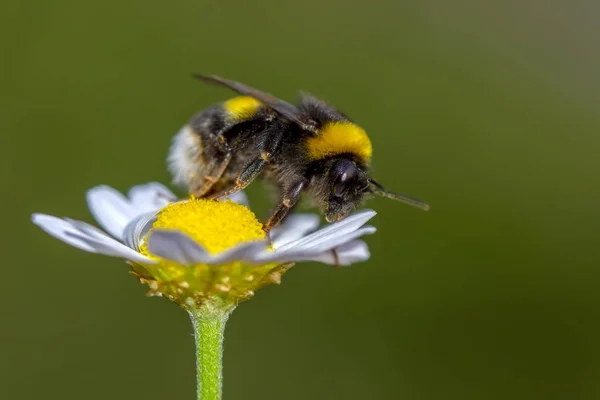 Imagem Abelha Abelha Flor Amarela Recolhe Néctar Abelha Dourada Pólen — Fotografia de Stock