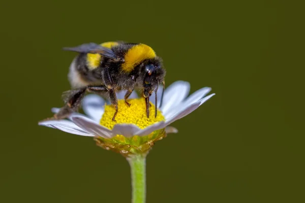 Imagem Abelha Abelha Flor Amarela Recolhe Néctar Abelha Dourada Pólen — Fotografia de Stock