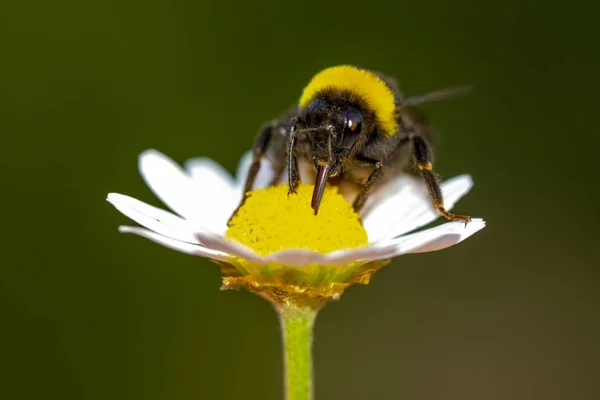 Bild Der Biene Oder Honigbiene Auf Gelben Blüten Sammelt Nektar — Stockfoto