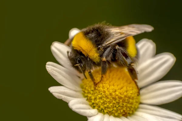 Imagem Abelha Abelha Flor Amarela Recolhe Néctar Abelha Dourada Pólen — Fotografia de Stock