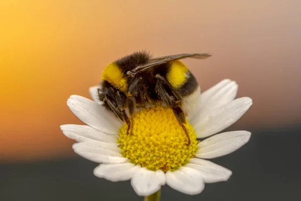 Imagem Abelha Abelha Flor Amarela Recolhe Néctar Abelha Dourada Pólen — Fotografia de Stock