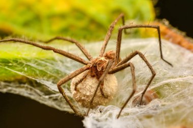 Örümcek Yuvası 'nı kapat Örümcek Ağı Örümceği. Bedenlerini ve yumurtalarını korumak için ipek yapmaya başladılar..