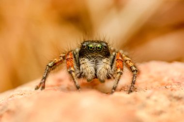 Güzel atlama örümcek - stok görüntü kadar kapatın 