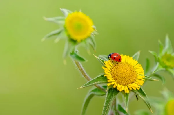 Mooie Lieveheersbeestje Blad Gedefocuste Achtergrond — Stockfoto