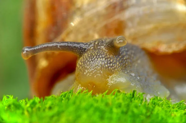 Fermer Belle Escargot Dans Jardin — Photo