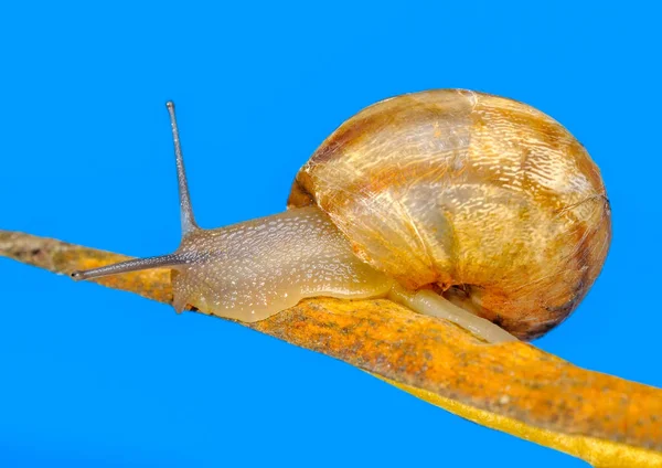 Close Bela Caracol Jardim — Fotografia de Stock