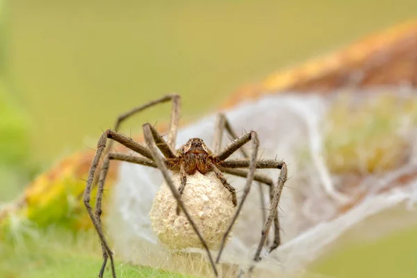 Fecha Ninho Aranha Aranha Teia Cobre Começaram Fazer Seda Para — Fotografia de Stock