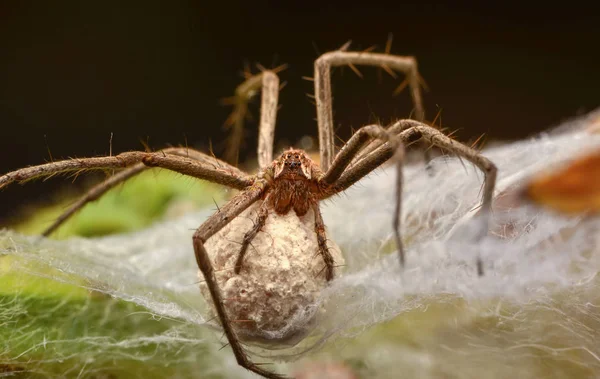 Fecha Ninho Aranha Aranha Teia Cobre Começaram Fazer Seda Para — Fotografia de Stock