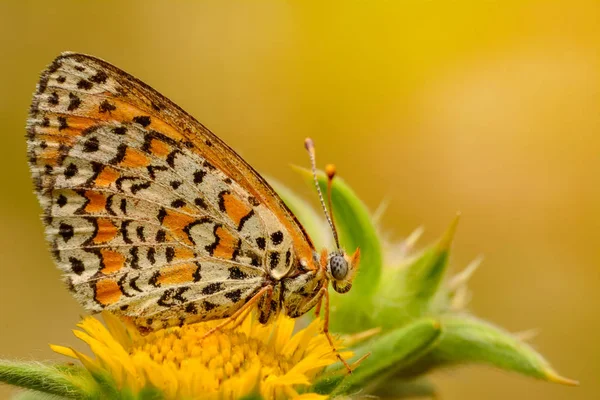Closeup Beautiful Butterfly Flower Garden — Stock Photo, Image
