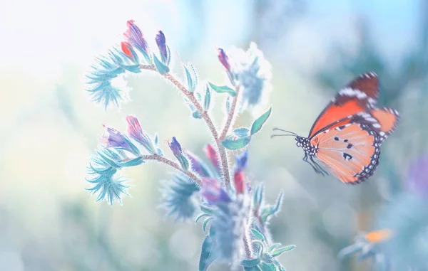 Nahaufnahme Schöner Schmetterling Auf Blume Sitzend — Stockfoto