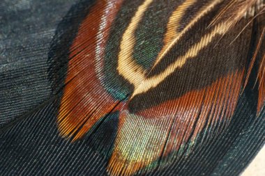 Yumuşak güzel Closeup tüyler ve bulanıklık stili arka planı için