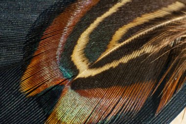 Yumuşak güzel Closeup tüyler ve bulanıklık stili arka planı için