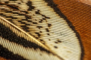 Yumuşak güzel Closeup tüyler ve bulanıklık stili arka planı için