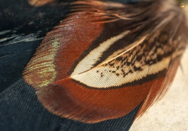 美丽的特写镜头羽毛在柔和和模糊的风格为背景 — 图库照片