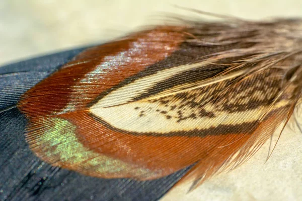 Belles Plumes Closeup Dans Style Doux Flou Pour Arrière Plan — Photo