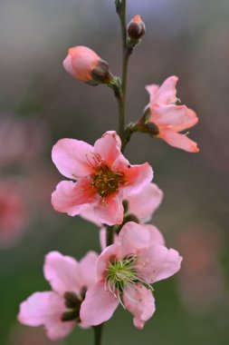 Bahar çiçeği arka planı. Çiçek açan ağaç ve güneş ışığıyla güzel bir doğa sahnesi. Güneşli bir gün. Bahar çiçekleri. Bulanık arkaplan. İlkbahar