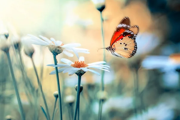 Vértes Gyönyörű Pillangó Virág Kertben — Stock Fotó