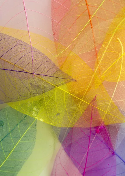 İskelet frameleaf arka plan