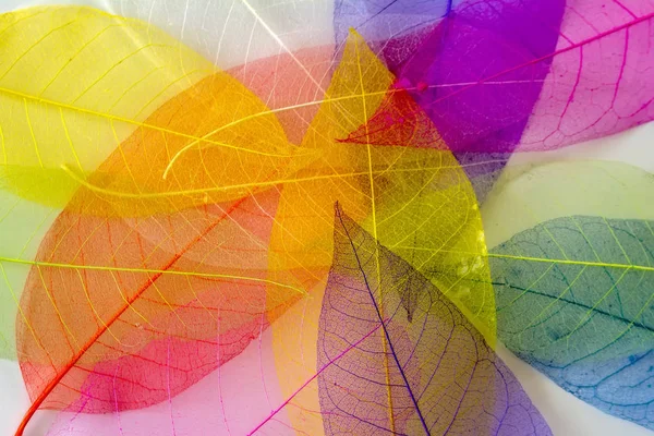 İskelet frameleaf arka plan