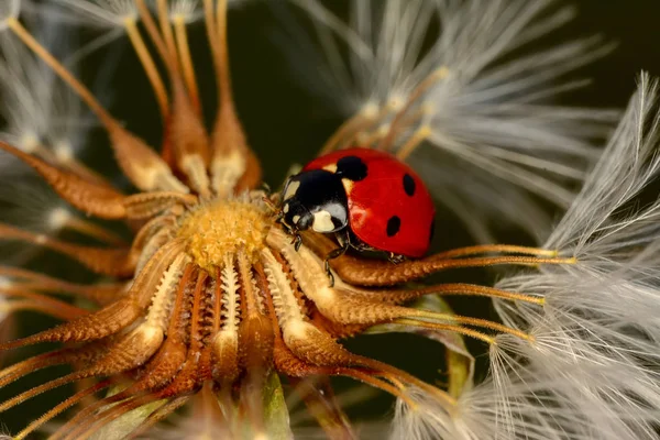 Belle Coccinelle Sur Fond Déconcentré Feuilles — Photo