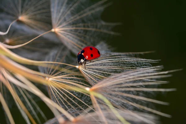 Schöne Marienkäfer Auf Blatt Defokussiert Hintergrund — Stockfoto