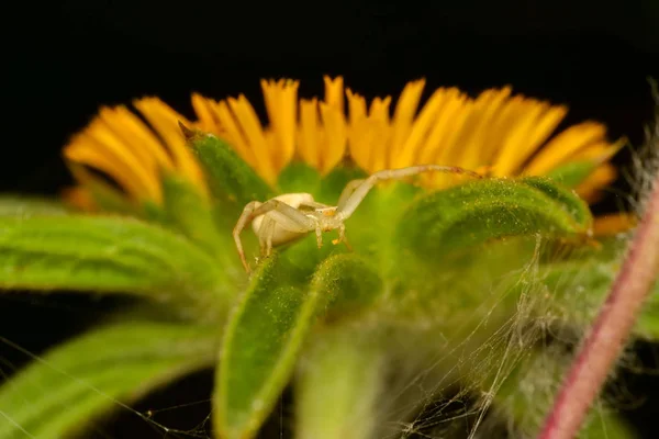 Makro Der Gelben Krabbenspinne Misumena Vatia Auf Blütenblatt Gänseblümchenblümchen — Stockfoto