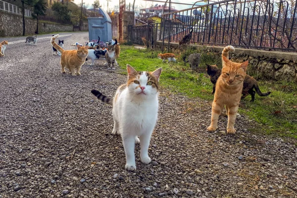 Cinza Gato Retrato Gato Vadio Olhando Câmera Beco Rua Olhos — Fotografia de Stock