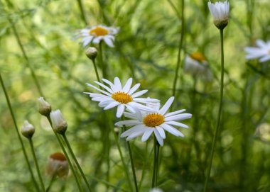 Makro çekim alanı çiçek - stok görüntü