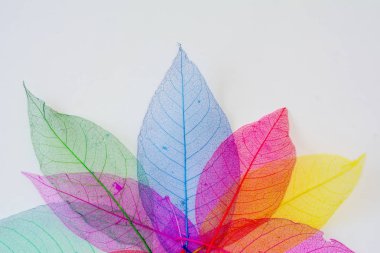 İskelet frameleaf arka plan