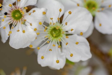 Doğanın güzel çiçekli ve soyut arka planı.