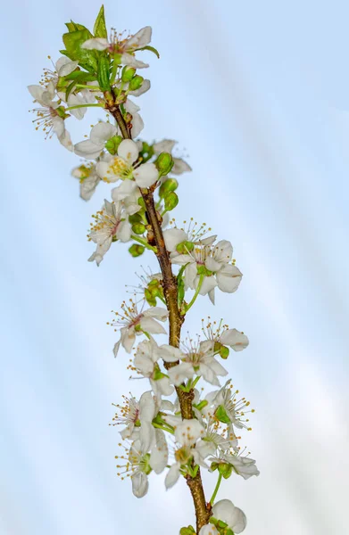 Beau Printemps Floral Fond Abstrait Nature — Photo