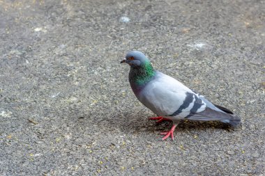 akın sokak üzerinde uçan güvercin